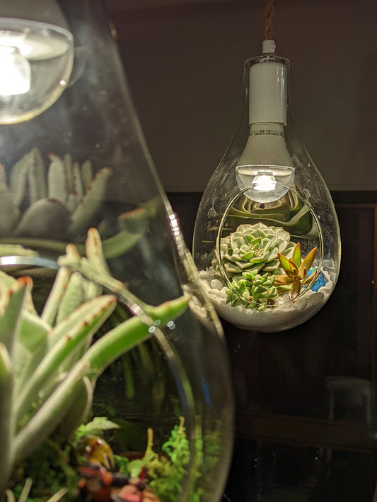 M&A ペンダントランプ ボタニック 小