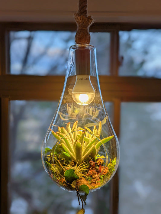 M&A ペンダントランプ ボタニック 大