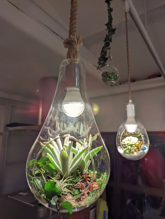 M&A ペンダントランプ ボタニック 大